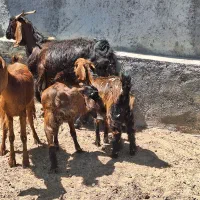 بززایده