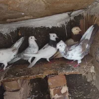 سلام کفتر خیلی خوب است
