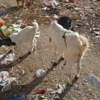 تروشت دندانی دزک