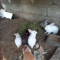 خرگوش|موش و خرگوش|بندرعباس, |دیوار
