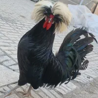 تخم نطفه دار لهستانی