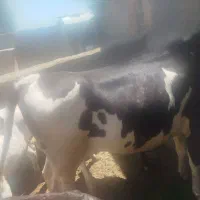 گوساله ماده سیمنتال اصل