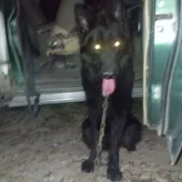 سگ ژرمن بلک نر