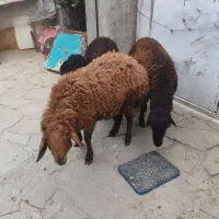 بره نر