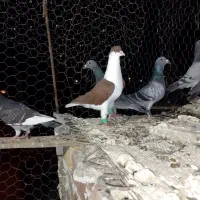 ساده افغانی عطیقه