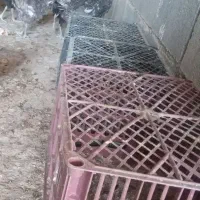 ۵تا جوجه مرغ سالم