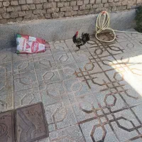 خروس مینیاتوری