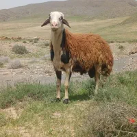 قوچ پلنگی پوست گاوی موجود هست