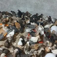 جوجه محلی اصل