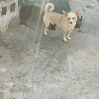 سگ پاکوتاه نژاد دار بسیار
