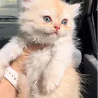 بریتیش لانگهیر کارامل ماده