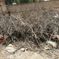 سرشاخه و شاخه خشک جهت آتش و ذغال