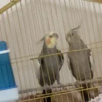 عروس هلندی