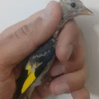 جوجه سهره نوک بادمجونی