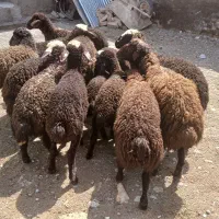 گوسفند بره نر و میش و شیشک ( داشتی و قربانی)