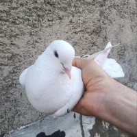 دوتا ماده