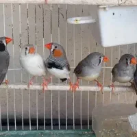 چند جفت فنچ لپ سیاه