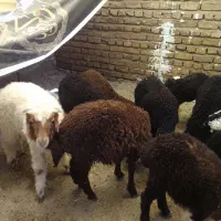 گوسفند وسه عدد بره علفخوار بابک جفت بز