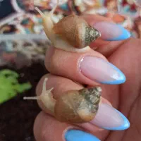 فروش جوجه حلزون های آلبینو آچاتیتا