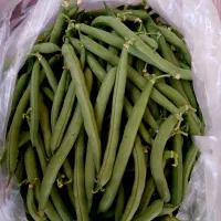 لوبیا سبز تازه و گوشتی