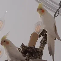 عروس هلندی