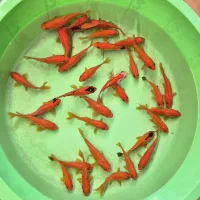 ماهی قرمز عمده