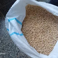 فروش نخود محلی