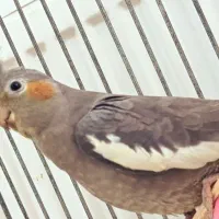 عروس هلندی ماده بالغ اماده