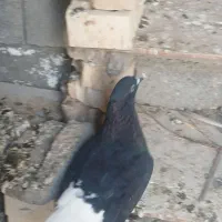 اشعل کبوتر