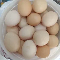 تخم مرغ تازه ونطفه دار