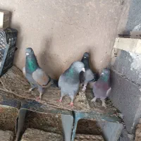 کبوتر پر