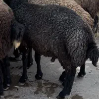 گوسفند