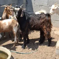 کهره نر چاق