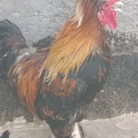 خروس