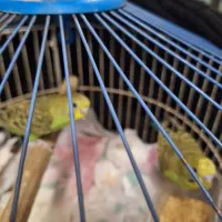 یک جفت مرغ عشق