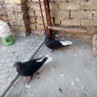 شیرازی سیاه نر، دوتا اشعل ماده