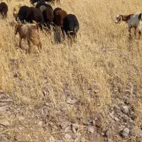 نشاء برنج