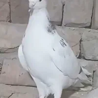 باخت رفته