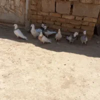 کبوترطوفی