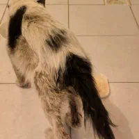 گربه خیابونی