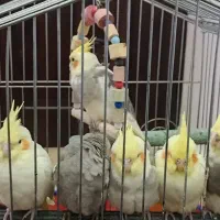 عروس هلندی