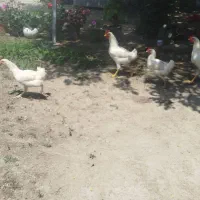 جوجه های 6ماهه