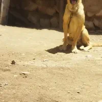 سگ سراب