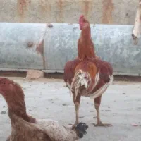 مرغ و خروس لاری