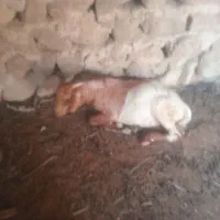 کهره نر ۸ماه صومال