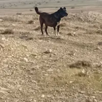 سرابی