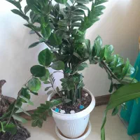 آگهی فروش