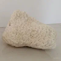 سنگ مرجانی آکواریوم