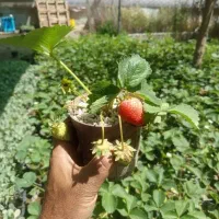 نشا و شیتیل به قیمت عمده