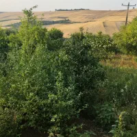 باغ ویلایی
